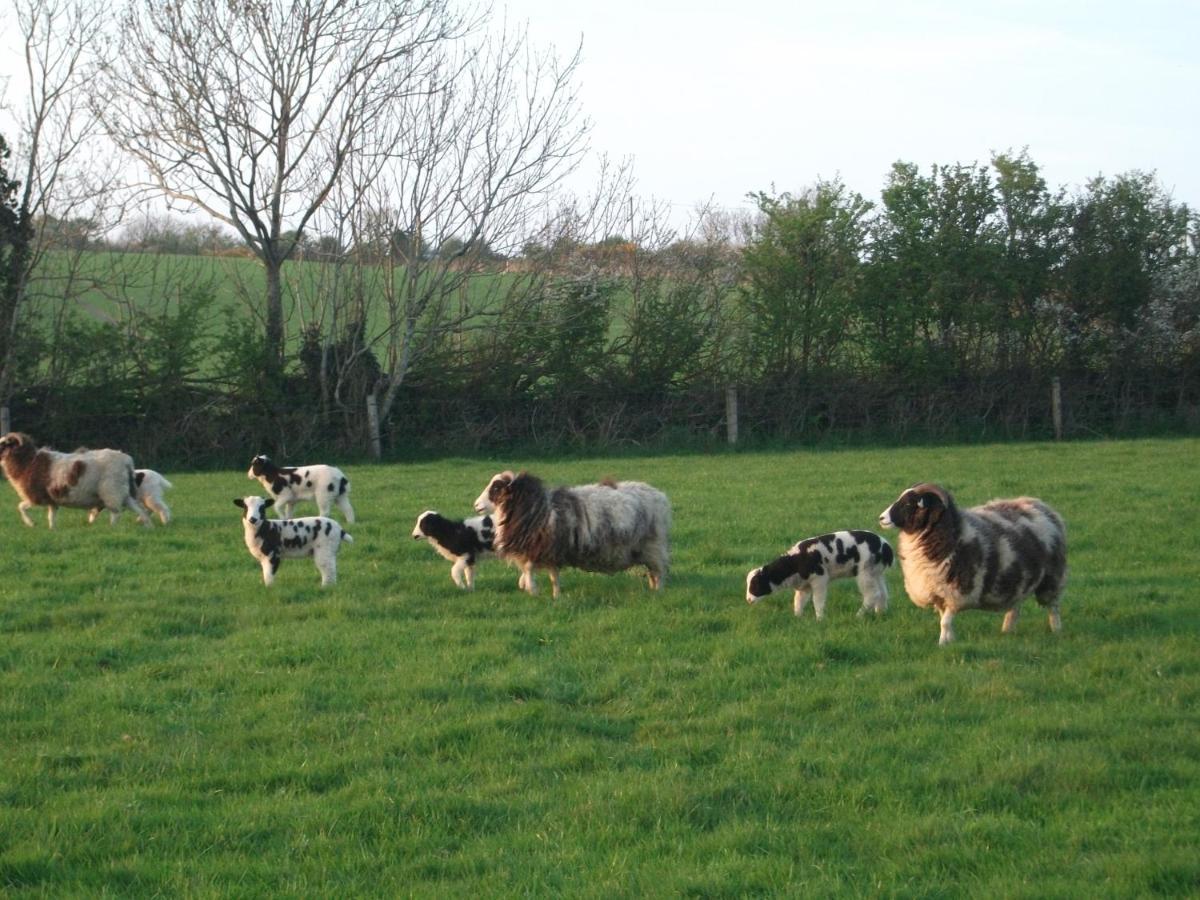 Glendine Country House Wexford Arthurstown Εξωτερικό φωτογραφία